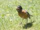 American Robin (Turdus migratorius)