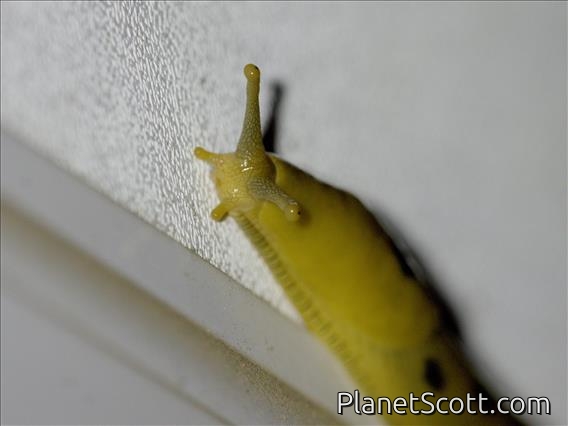 Button's Banana Slug (Ariolimax buttoni)