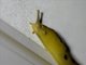 Button's Banana Slug (Ariolimax buttoni)