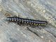 Yellow-spotted Millipede (Harpaphe haydeniana)