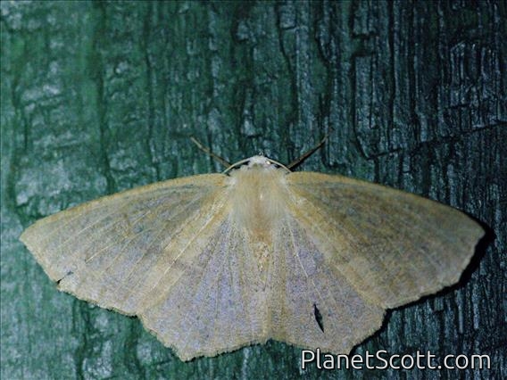 Omnivorous Looper (Sabulodes aegrotata)