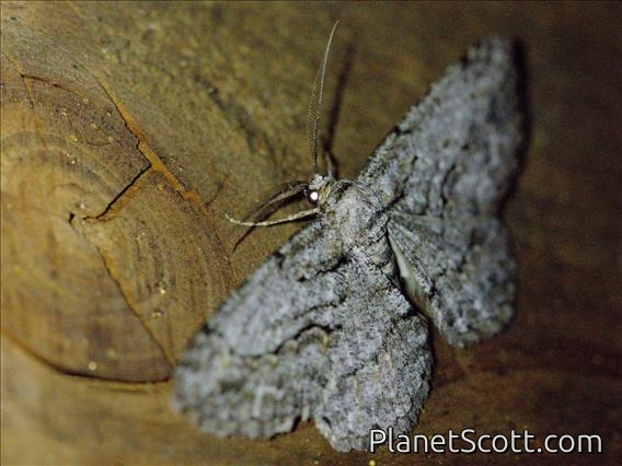Geometer Moth (Anavitrinella sp)