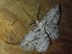 Geometer Moth (Anavitrinella sp)