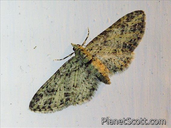 Pug Moth (Eupitheciini sp)