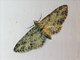 Pug Moth (Eupitheciini sp)