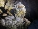 Cueva de la Pileta