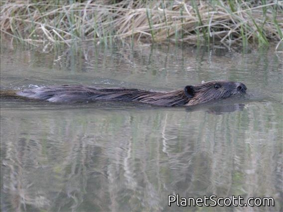 American Beaver (Castor canadensis)