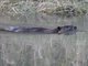 American Beaver (Castor canadensis)