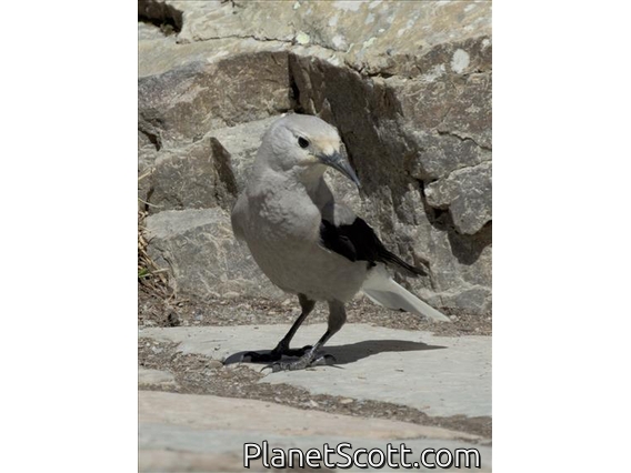 Clark's Nutcracker (Nucifraga columbiana)