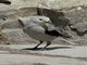 Clark's Nutcracker (Nucifraga columbiana)