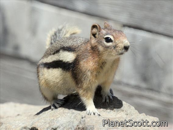 Golden-mantled Ground Squirrel (Callospermophilus lateralis)