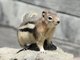 Golden-mantled Ground Squirrel (Callospermophilus lateralis)