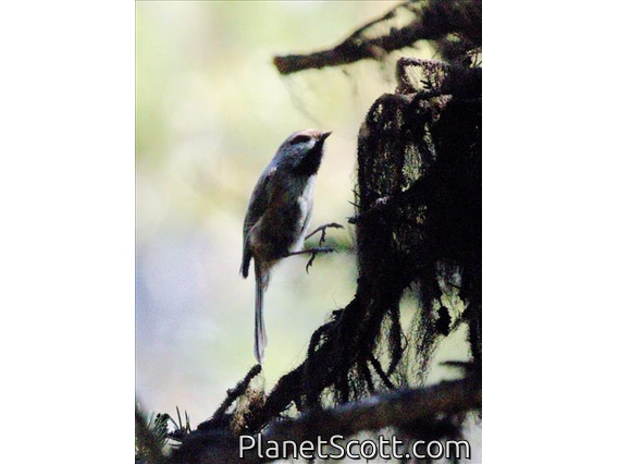 Boreal Chickadee (Poecile hudsonicus)