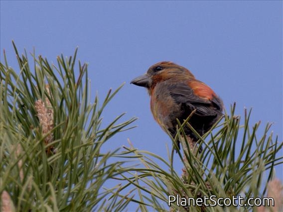 Red Crossbill (Loxia curvirostra)