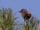 Red Crossbill (Loxia curvirostra)