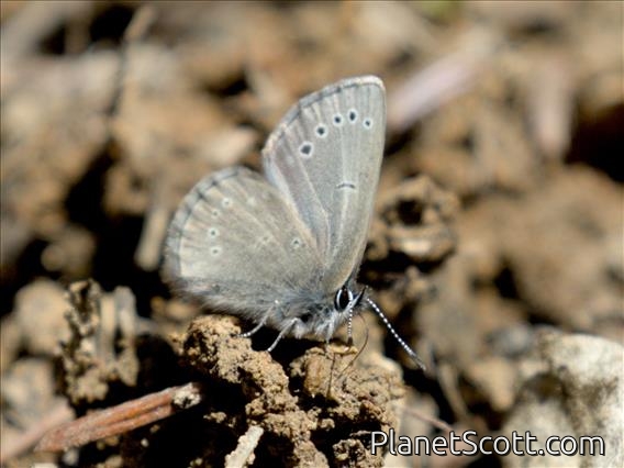 Silvery Blue (Glaucopsyche lygdamus)