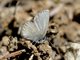 Silvery Blue (Glaucopsyche lygdamus)