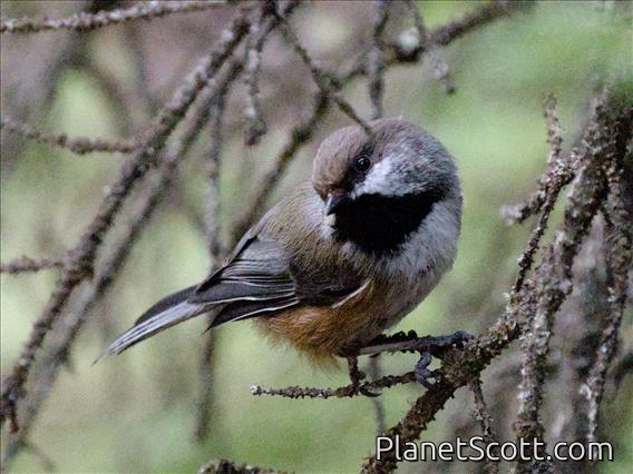 Boreal Chickadee (Poecile hudsonicus)