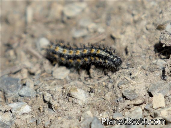Butterfly Larva (Nymphalidae sp)