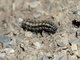 Butterfly Larva (Nymphalidae sp)