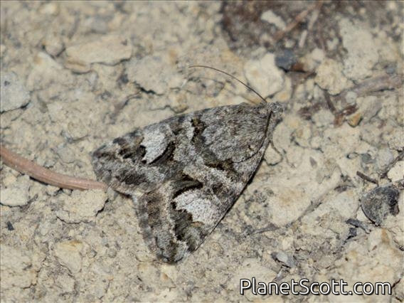 Northern Arches (Drasteria hudsonica)