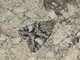 Northern Arches (Drasteria hudsonica)