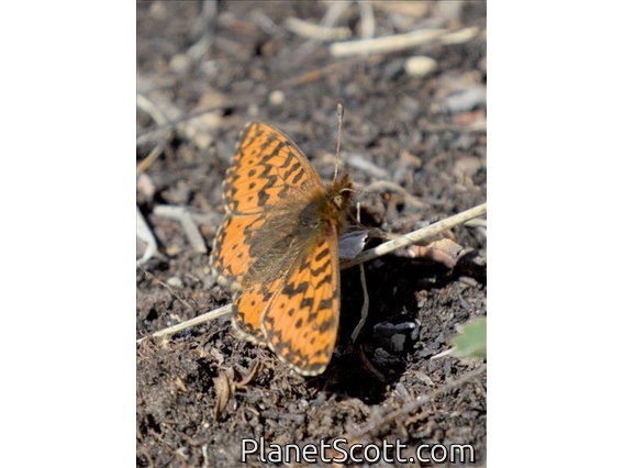 Freija Fritillary (Boloria freija)