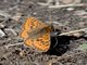Freija Fritillary (Boloria freija)