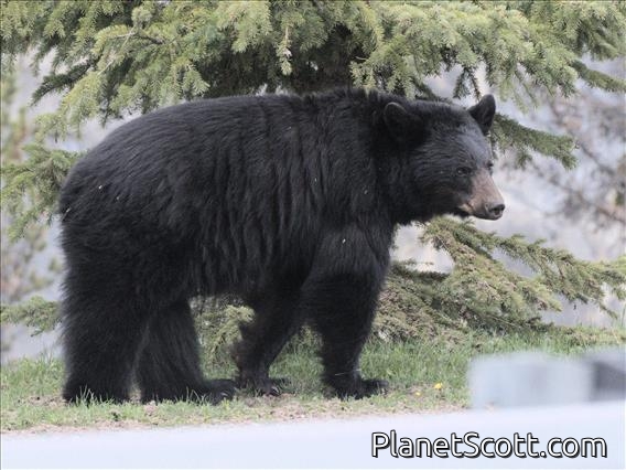 American Black Bear (Ursus americanus)