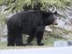 American Black Bear (Ursus americanus)