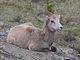 Bighorn Sheep (Ovis canadensis)