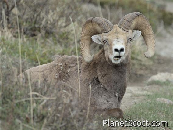Bighorn Sheep (Ovis canadensis)