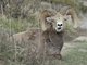 Bighorn Sheep (Ovis canadensis)