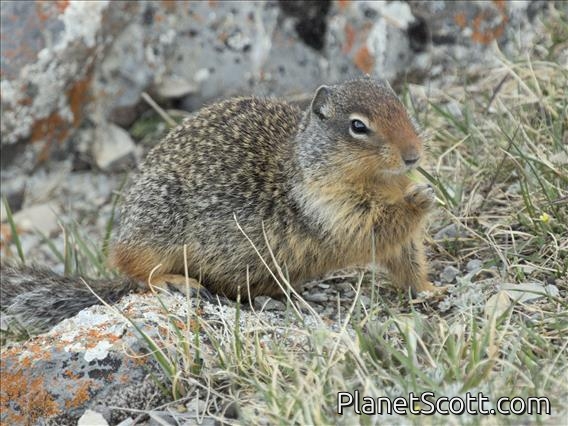 Columbian Ground Squirrel (Urocitellus columbianus)