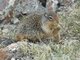 Columbian Ground Squirrel (Urocitellus columbianus)