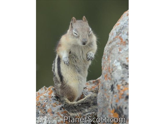 Golden-mantled Ground Squirrel (Callospermophilus lateralis)