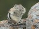 Golden-mantled Ground Squirrel (Callospermophilus lateralis)