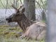 Elk (Cervus canadensis)
