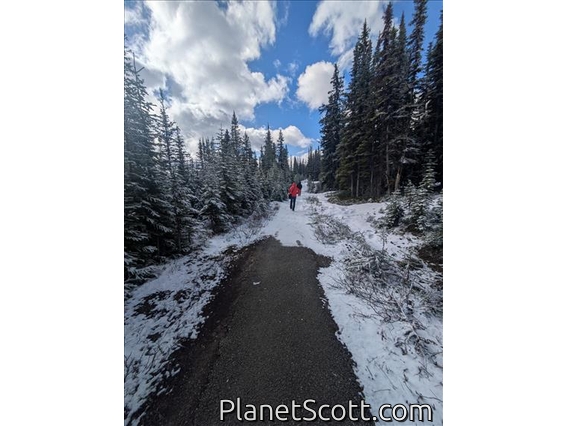 Peyto Lake Trail