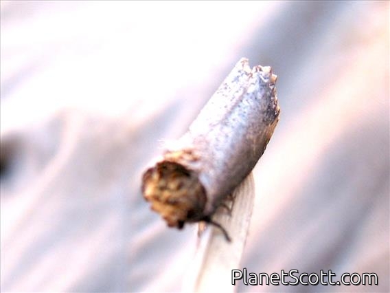 Cigarette Moth (Notodontidae sp_za)
