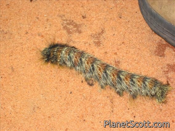 Larva (Nymphalidae sp)
