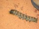 Larva (Nymphalidae sp)