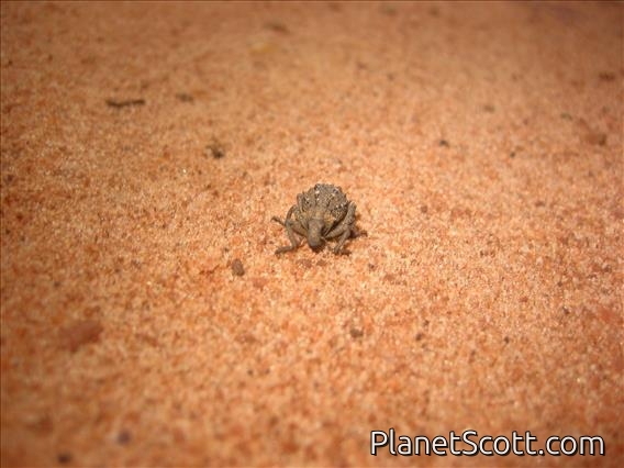 Weevil (Curculionidae sp)