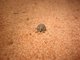 Weevil (Curculionidae sp)