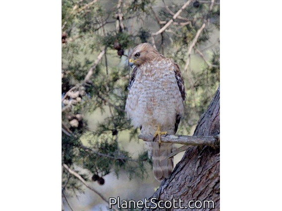 Red-shouldered Hawk (Buteo lineatus)