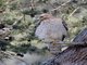 Red-shouldered Hawk (Buteo lineatus)