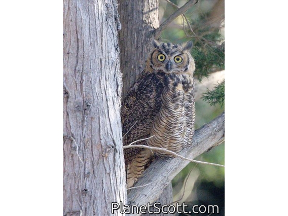 Great Horned Owl (Bubo virginianus)