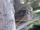 Great Horned Owl (Bubo virginianus)