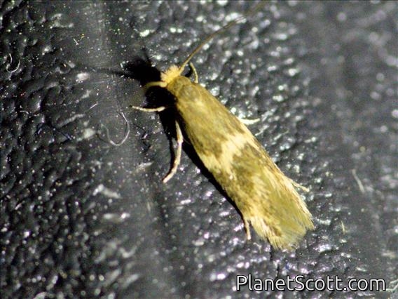Yellow V Moth (Oinophila v-flava)