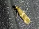 Yellow V Moth (Oinophila v-flava)